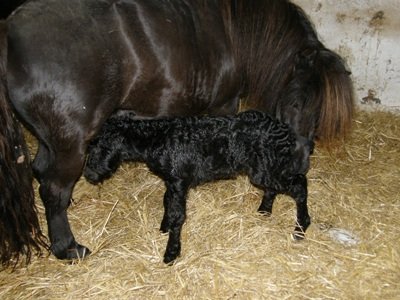 Helt nyfødt, 20 min gammel og allerede på benene